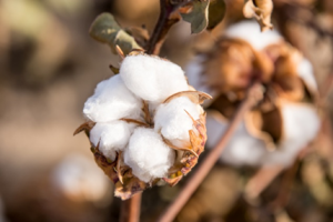 Research Shows Bt Cotton`s Performance in Rainfed Areas