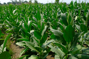 Water Stress Improves Triacylglycerol Production in High-leaf Oil Tobacco Plants