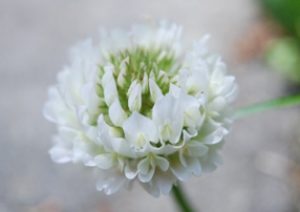 Australian OGTR Invites Public Comments on GM Clover Field Trial