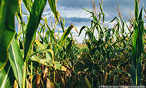 German Researchers Decode European Maize Genome
