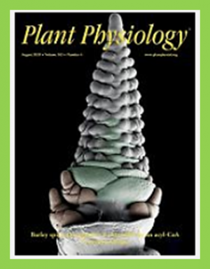OsABCI7 and OsHCF222 Interaction Stabilizes Rice Thylakoid Membrane