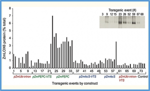 A vegetative storage protein improves drought tolerance in maize
