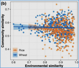 The long-term straw return resulted in significant differences in soil microbial community composition and community assembly processes between wheat and rice