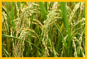 An alanine to valine mutation of glutamyl-tRNA reductase enhances 5-aminolevulinic acid synthesis in rice