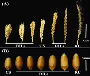 The brassinosteroid biosynthesis gene TaD11-2A controls grain size and its elite haplotype improves wheat grain yields
