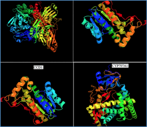 In silico analysis of carotenoid biosynthesis pathway in cassava ( Manihot esculenta Crantz)