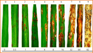 Research advances in rice blast resistance genes