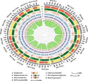 Genotyping marker density and prediction models effects in long-term breeding schemes of cross-pollinated crops
