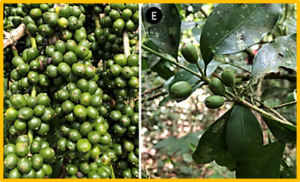 A review of the indigenous coffee resources of Uganda and their potential for coffee sector sustainability and development