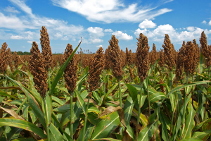 Characterization of grain carotenoids in global sorghum germplasm to guide genomics-assisted breeding strategies