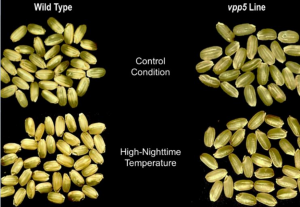 Targeted Mutagenesis by CRISPR Improves Grain Quality and Heat Resilience in Rice
