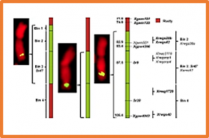 Linkage drag analysis in three Aegilops speltoides introgressions carrying Sr47 in modern durum and hard red spring wheat germplasm