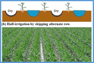 Plasticity QTLs specifically contribute to the genotype &times; water availability interaction in maize