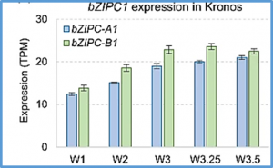 Wheat bZIPC1 interacts with FT2 and contributes to the regulation of spikelet number per spike