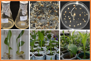 Targeted knockout of early nodulin-like 3 (MusaENODL3) gene in banana reveals its function in resistance to Xanthomonas wilt disease
