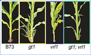 GRASSY TILLERS1 (GT1) and SIX-ROWED SPIKE1 (VRS1) homologs share conserved roles in growth repression