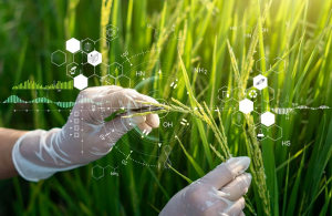 Researchers Examine the Impact of Nanotechnology to Crop Growth and Development