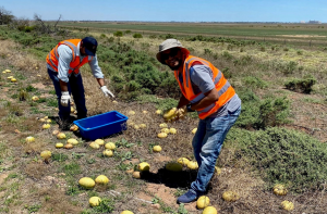 Enzymes from Invasive Weed Show Promise for Bio Cement Production