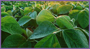 Variation in shoot architecture traits and their relationship to canopy coverage and light interception in soybean (Glycine max)