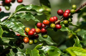 International Research Team Discovers Genes Against Coffee Leaf Rust