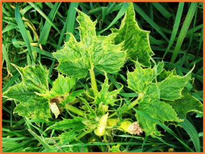 A mutation in CsGME encoding GDP-mannose 3,5-epimerase results in little and wrinkled leaf in cucumber