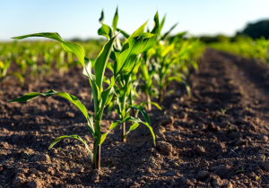 Membrane-Free Organelles Help Plants Sense Light and Temperature