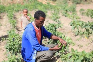 Five ways science can lead a just transition in agri-food systems