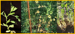 Fine mapping and identification of a Fusarium wilt resistance gene FwS1 in pea