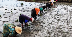 Tanzanian women farmers emerge as leaders in quality seed production and higher rice production
