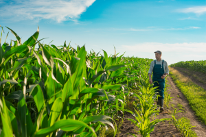 Researchers Provide Recommendations to Ensure Accessibility and Affordability of Foods Derived from Biotech
