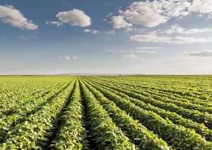 Global Study Identifies Practices for Climate-Resilient Agriculture