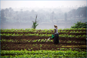 Democratic Republic of the Congo: FAO sounds alarm over persisting high levels of hunger