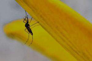 Australian OGTR Receives License Application for Commercial Release of GM Mosquitoes