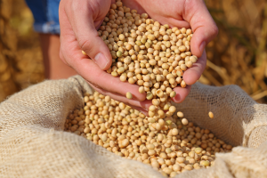 GM Soybeans Show No Adverse Effects on Rat Health and Gut Microbiota