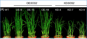 Unraveling the contribution of OsSOS2 in conferring salinity and drought tolerance in a high-yielding rice