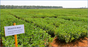 Industry plans to reach consumers with high oleic groundnut oil in 2-3 years