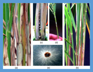 Understanding Sheath Blight Resistance in Rice: The Road Behind and the Road Ahead
