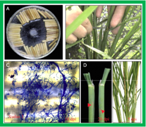 Comprehensive Characteristics of MicroRNA Expression Profile Conferring to Rhizoctonia solani in Rice