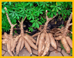 Improving root characterisation for genomic prediction in cassava