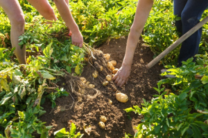 Transgene-free PDS Mutants in Potato Generated