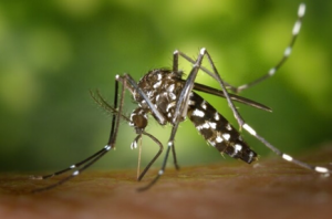 International Regulators, Tech Developers Share Experiences on Animal Biotech