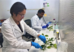 Texas AgriLife Makes Breakthrough in Fight Against Plant Diseases