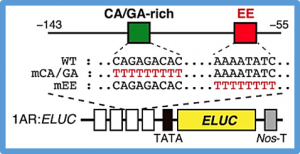 Posttranslational regulation of multiple clock-related transcription factors triggers cold-inducible gene expression in Arabidopsis