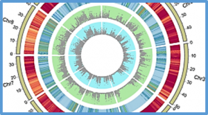 High-depth resequencing of 312 accessions reveals the local adaptation of foxtail millet