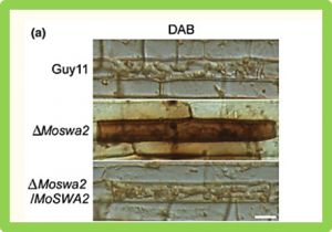Auxilin-like protein MoSwa2 promotes effector secretion and virulence as a clathrin uncoating factor in the rice blast fungus Magnaporthe oryzae