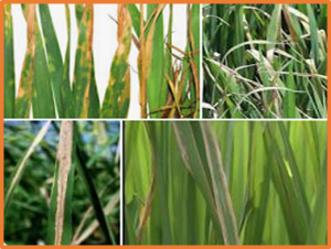 First Report of New Bacterial Leaf Blight of Rice Caused by Pantoea ananatis in Southeast China