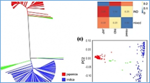 Integrating GWAS and transcriptomics to identify genes involved in seed dormancy in rice