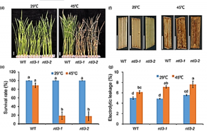 A membrane-associated NAC transcription factor OsNTL3 is involved in thermotolerance in rice 