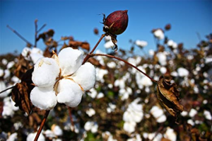 Identification and analysis of oil candidate genes reveals the molecular basis of cottonseed oil accumulation in Gossypium hirsutum L.