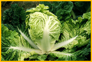 A rare stop-gain SNP mutation in BrGL2 causes aborted trichome development in Chinese cabbage (Brassica rapa L. ssp. pekinensis)